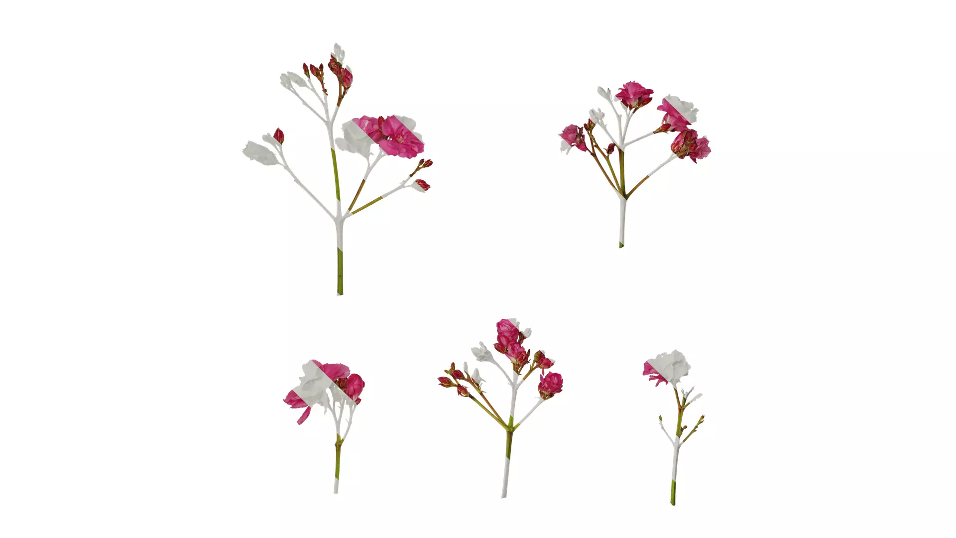 Anydrafts Nerium oleander Flower 06 Texture
