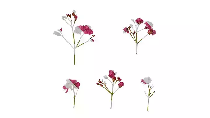 Anydrafts Nerium oleander Flower 06