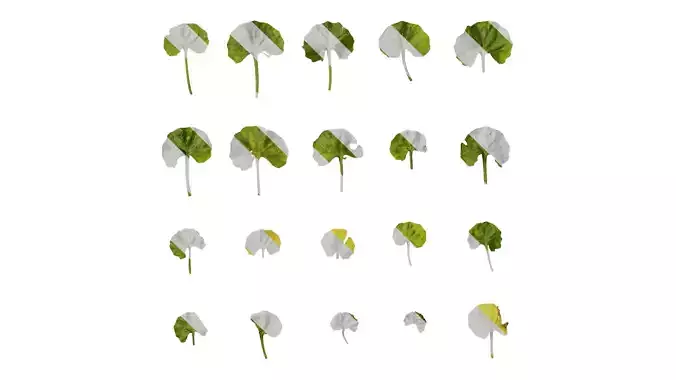 Anydrafts Viola banksii Leaf 01