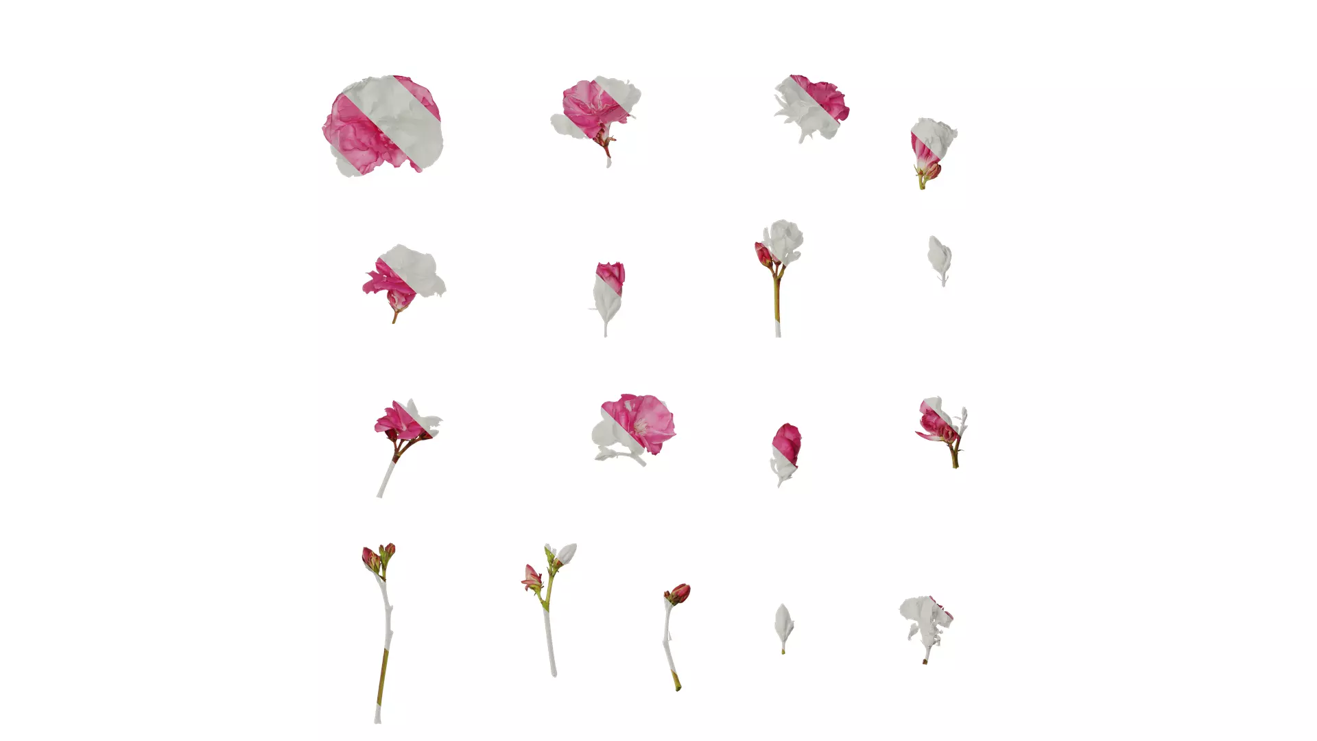 Anydrafts Nerium oleander Flower 07 Texture