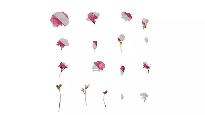 Anydrafts Nerium oleander Flower 07