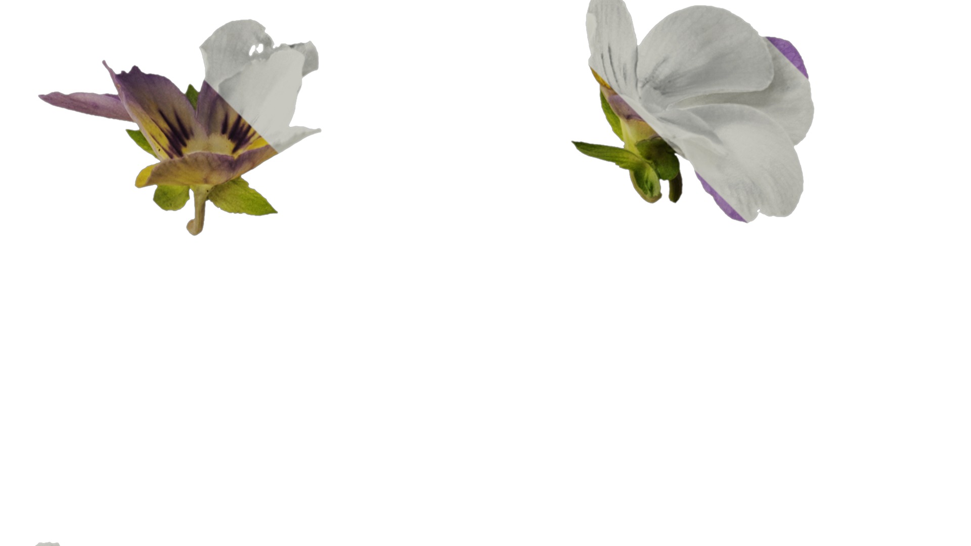 Anydrafts Viola cornuta Atlas 02 Texture_2