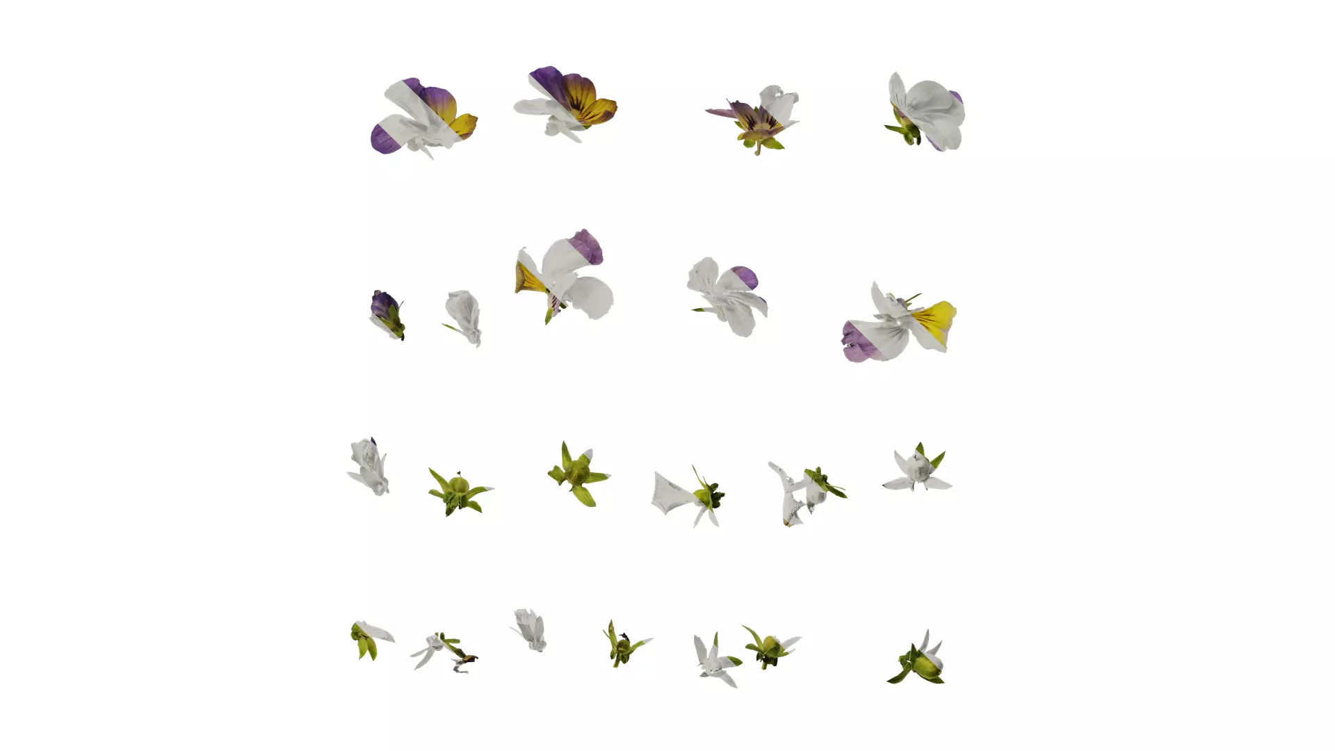 Anydrafts Viola cornuta Atlas 02 Texture_0