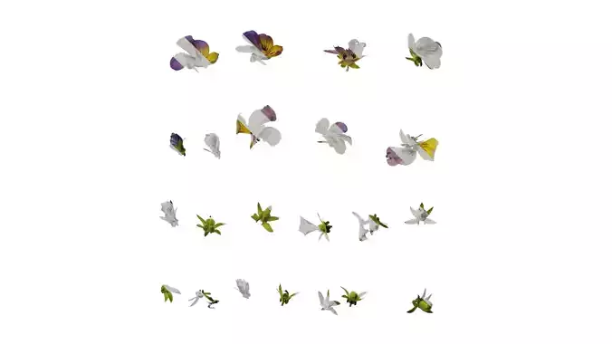 Anydrafts Viola cornuta Atlas 02