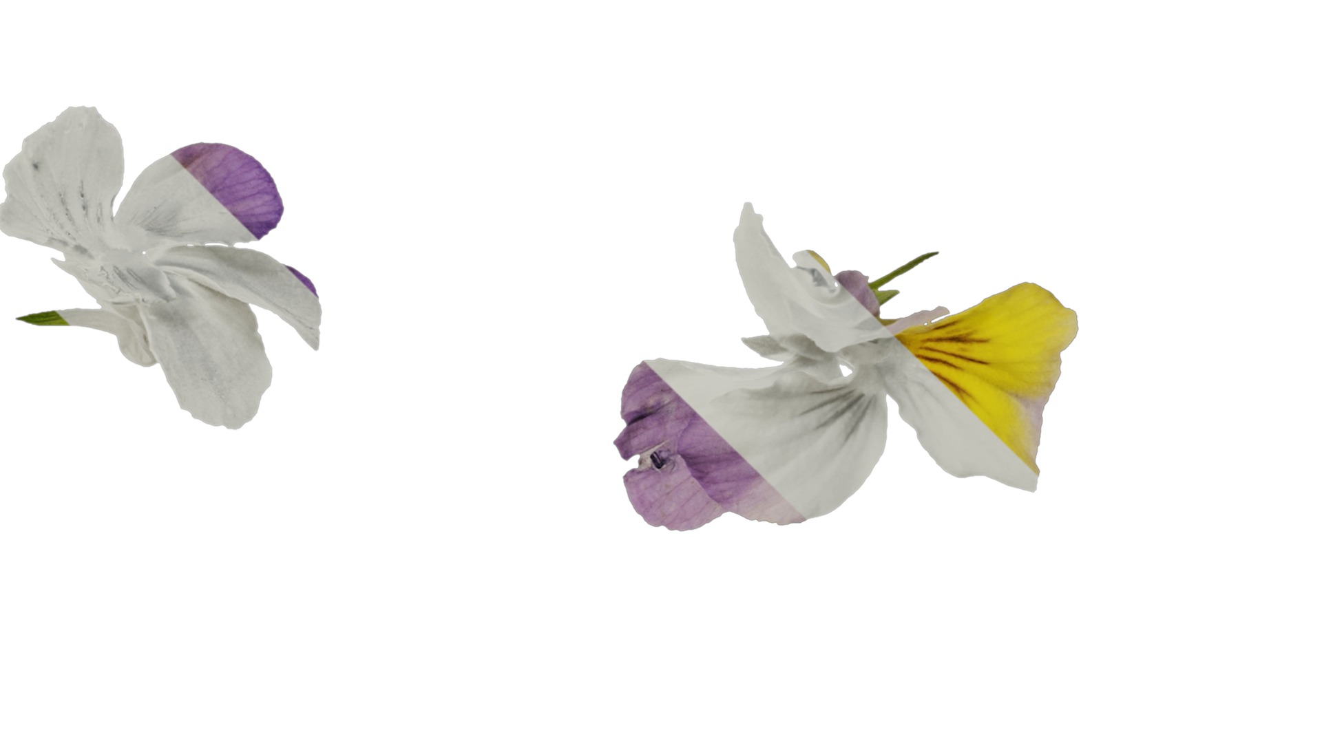 Anydrafts Viola cornuta Atlas 02 Texture_4