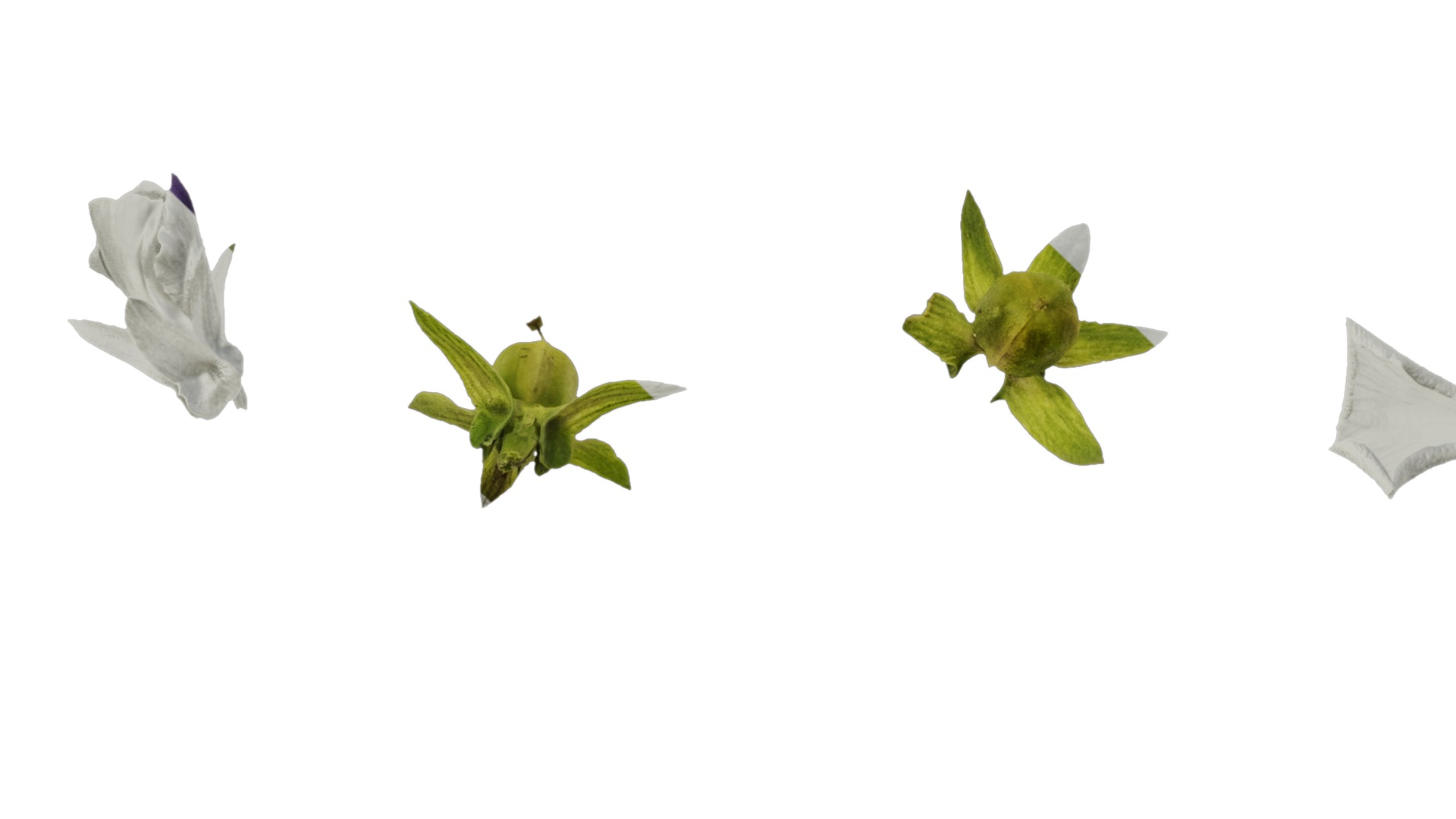 Anydrafts Viola cornuta Atlas 02 Texture_5