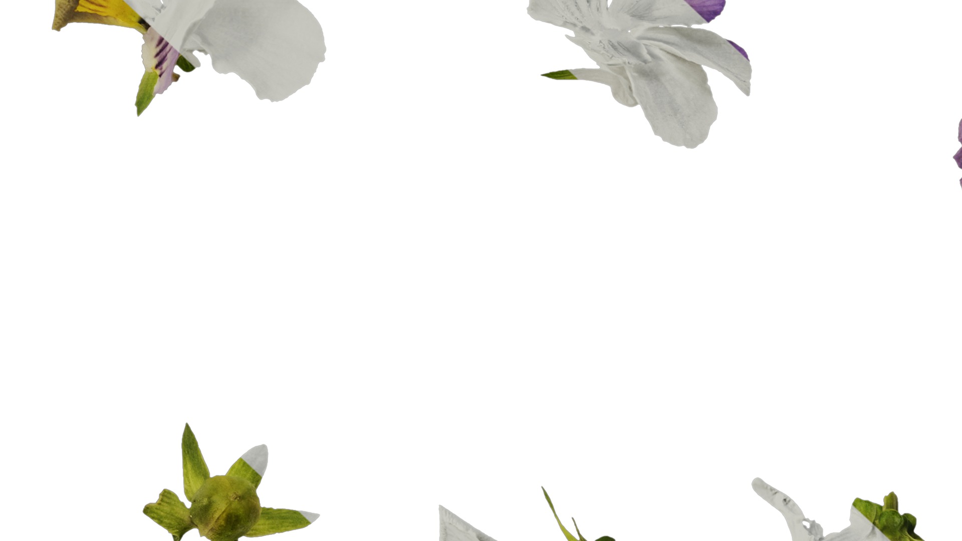 Anydrafts Viola cornuta Atlas 02 Texture_7