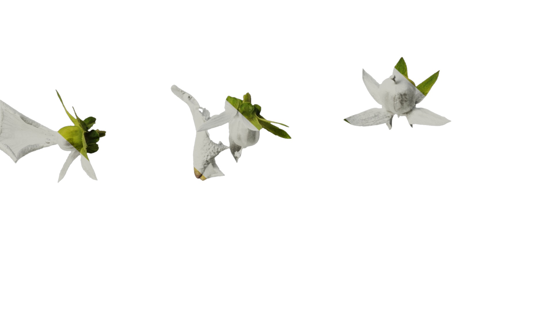 Anydrafts Viola cornuta Atlas 02 Texture_6