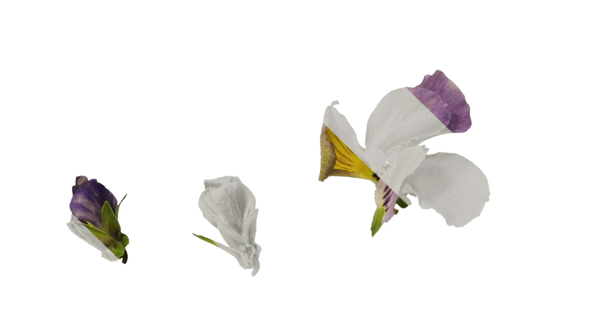 Anydrafts Viola cornuta Atlas 02 Texture_3