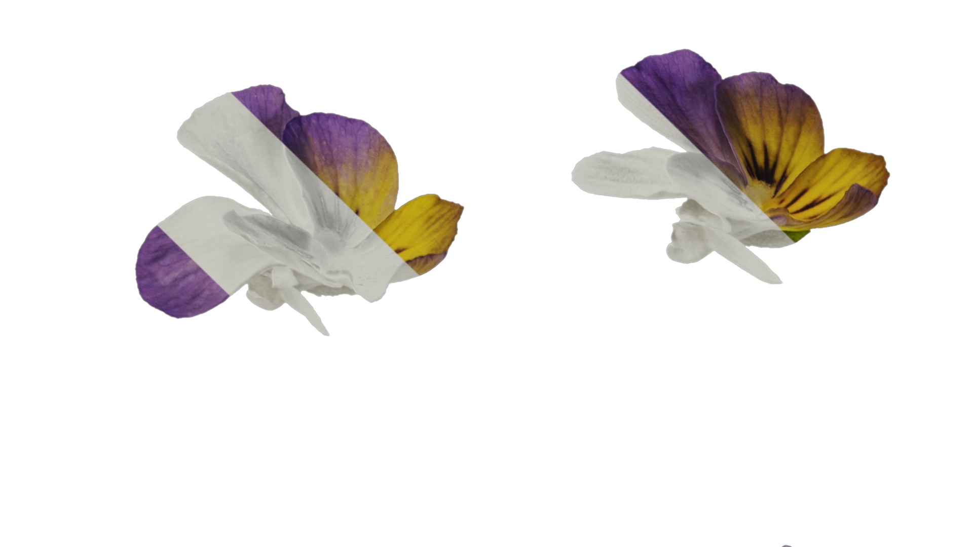 Anydrafts Viola cornuta Atlas 02 Texture_1