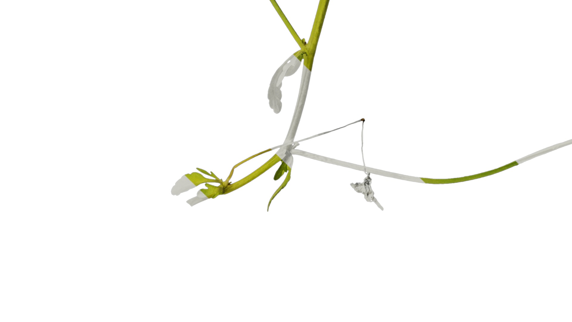 Anydrafts Viola cornuta Atlas 03 Texture_4