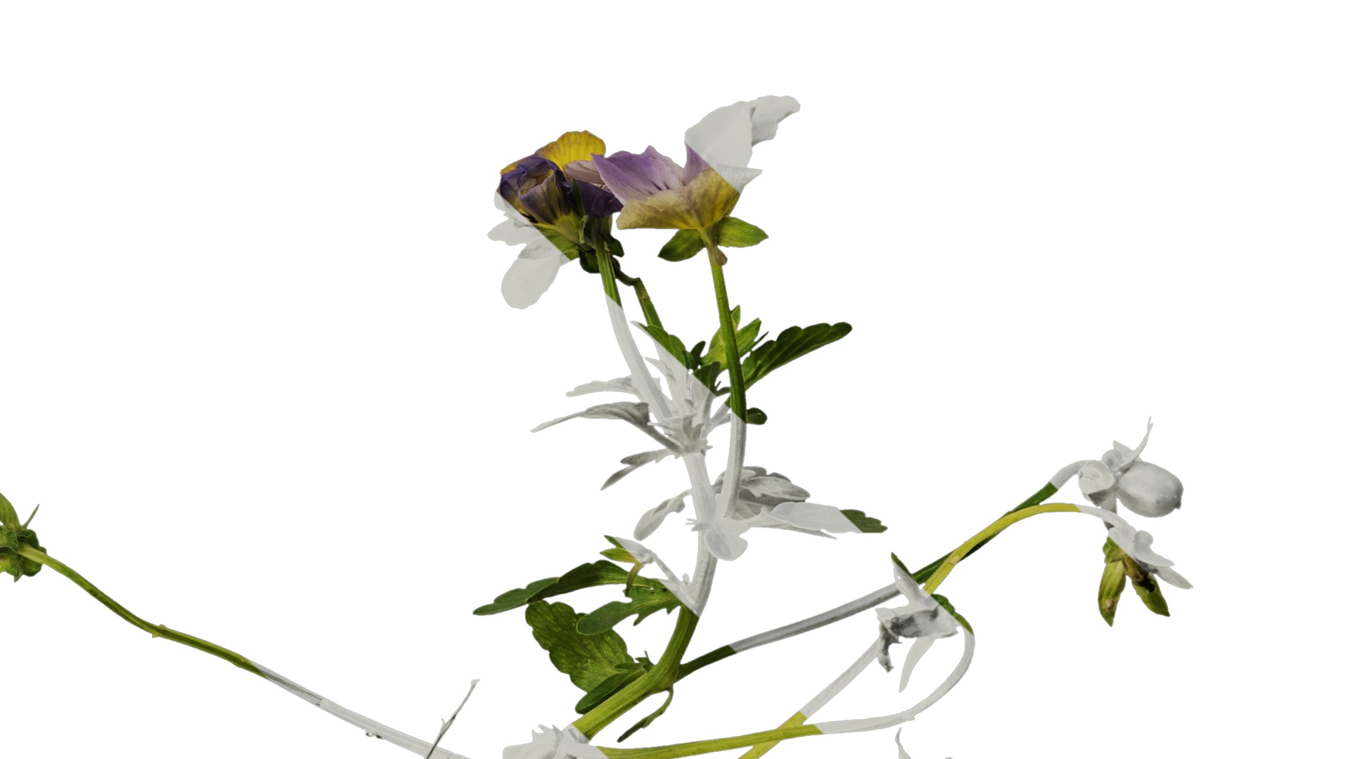 Anydrafts Viola cornuta Atlas 03 Texture_6