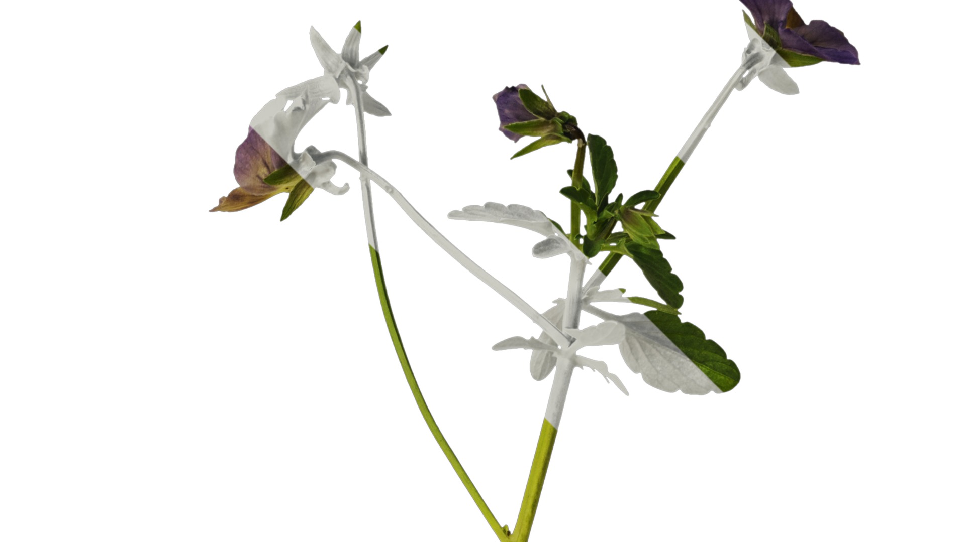 Anydrafts Viola cornuta Atlas 03 Texture_2