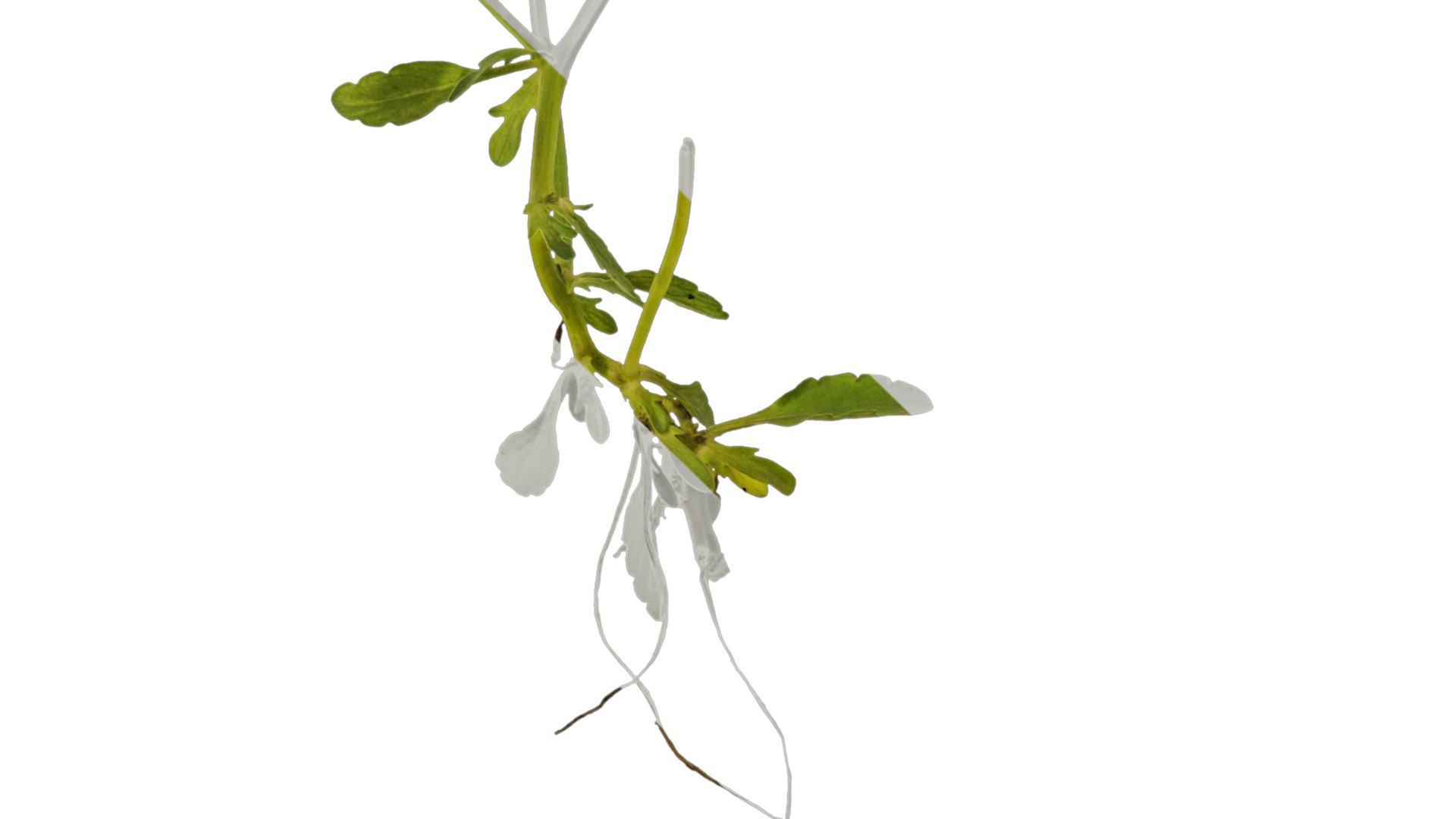 Anydrafts Viola cornuta Atlas 03 Texture_3