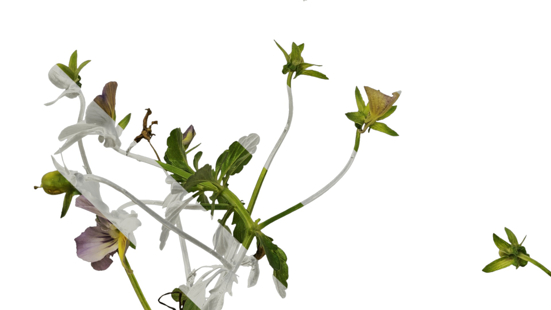 Anydrafts Viola cornuta Atlas 03 Texture_5