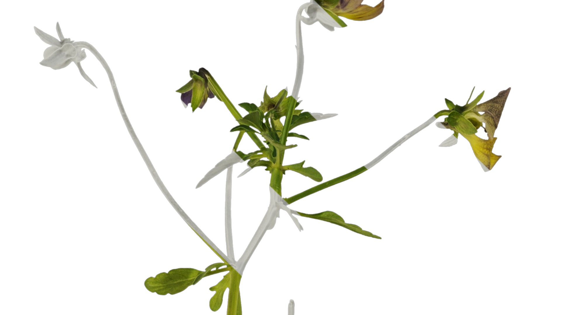 Anydrafts Viola cornuta Atlas 03 Texture_1