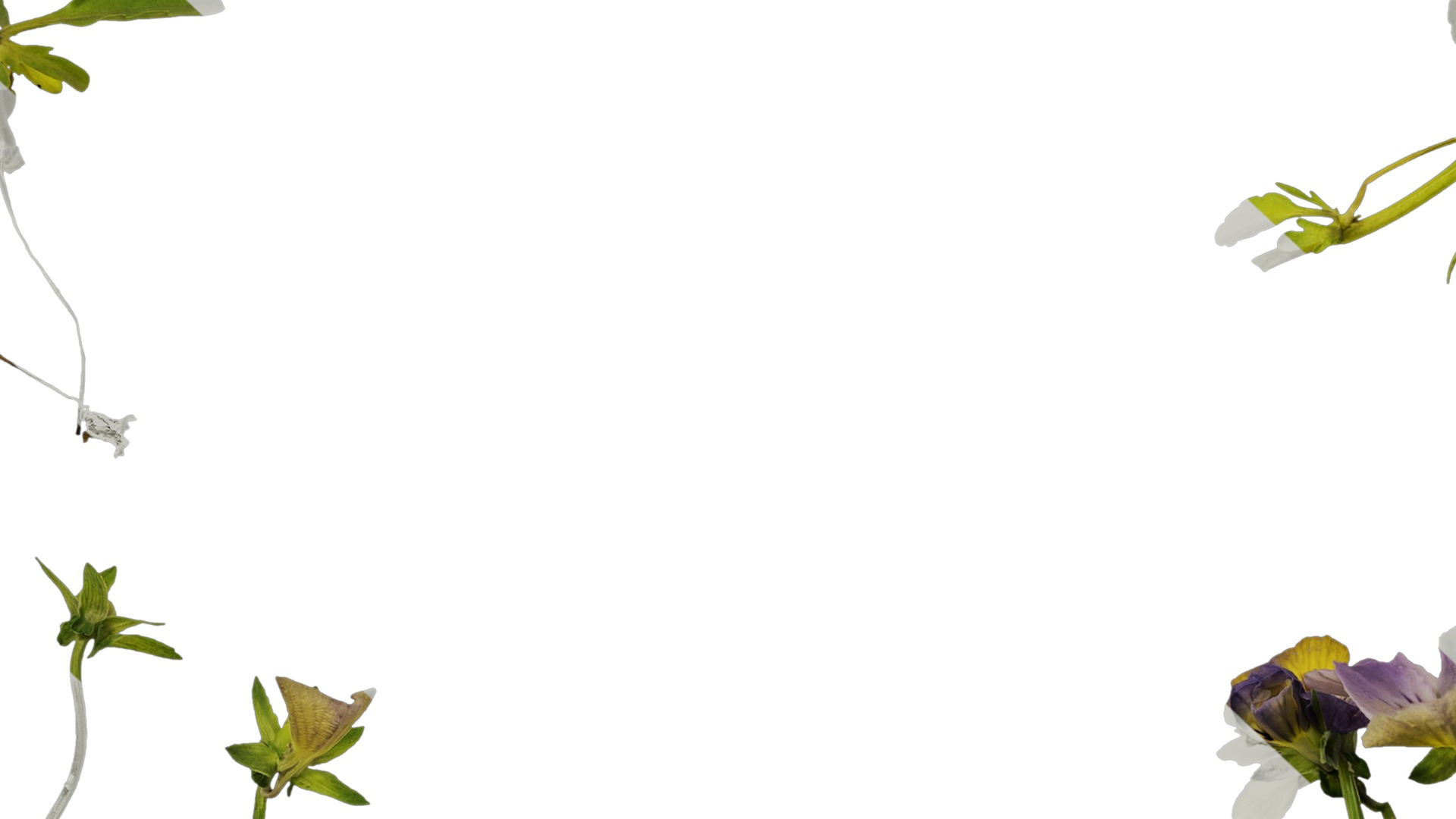 Anydrafts Viola cornuta Atlas 03 Texture_7