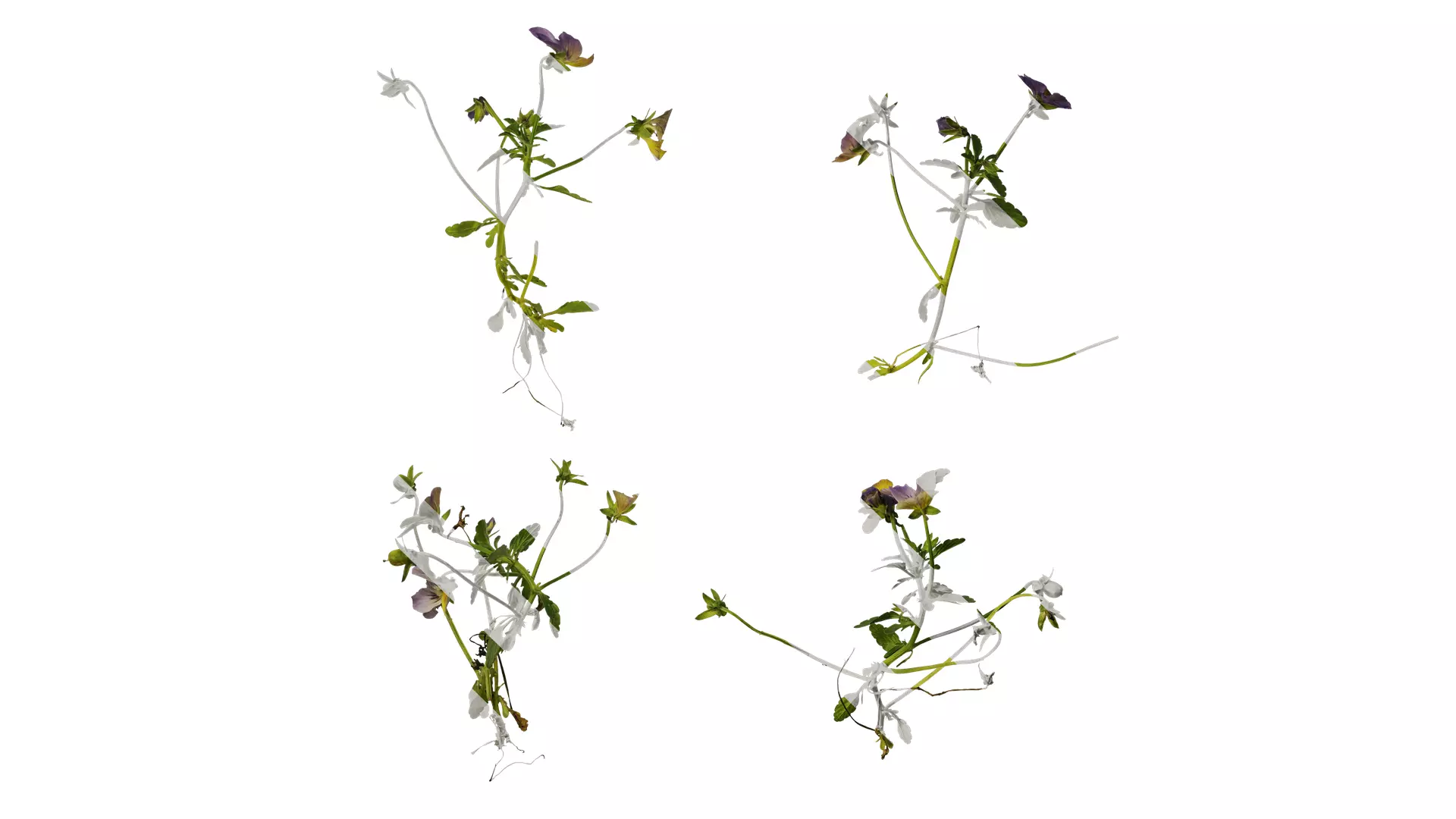 Anydrafts Viola cornuta Atlas 03 Texture_0