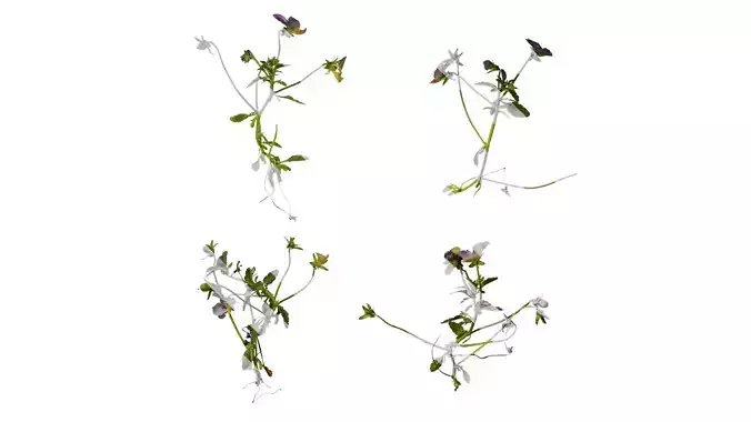 Anydrafts Viola cornuta Atlas 03