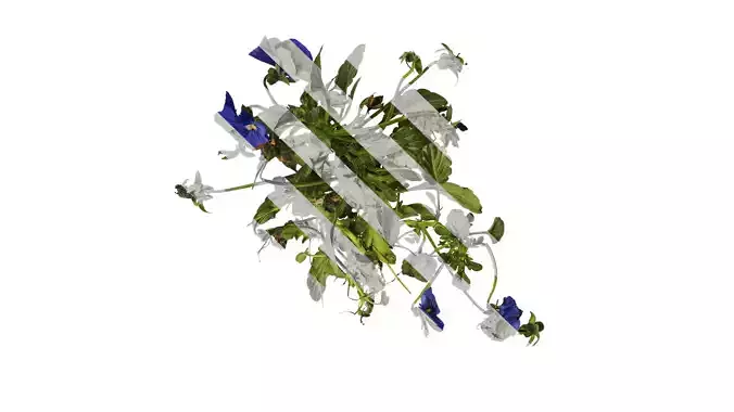 Anydrafts Viola cornuta Atlas 09