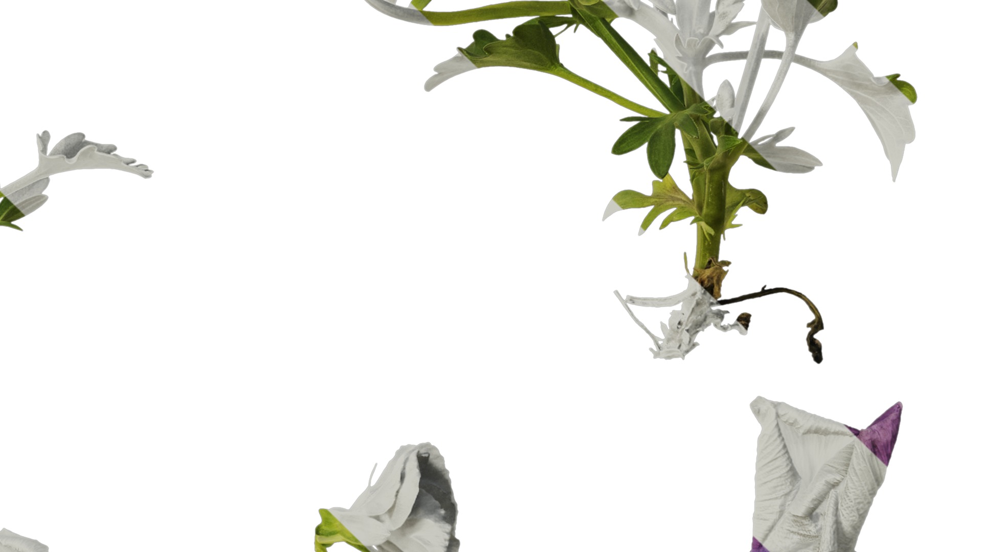 Anydrafts Viola cornuta Atlas 10 Texture_4