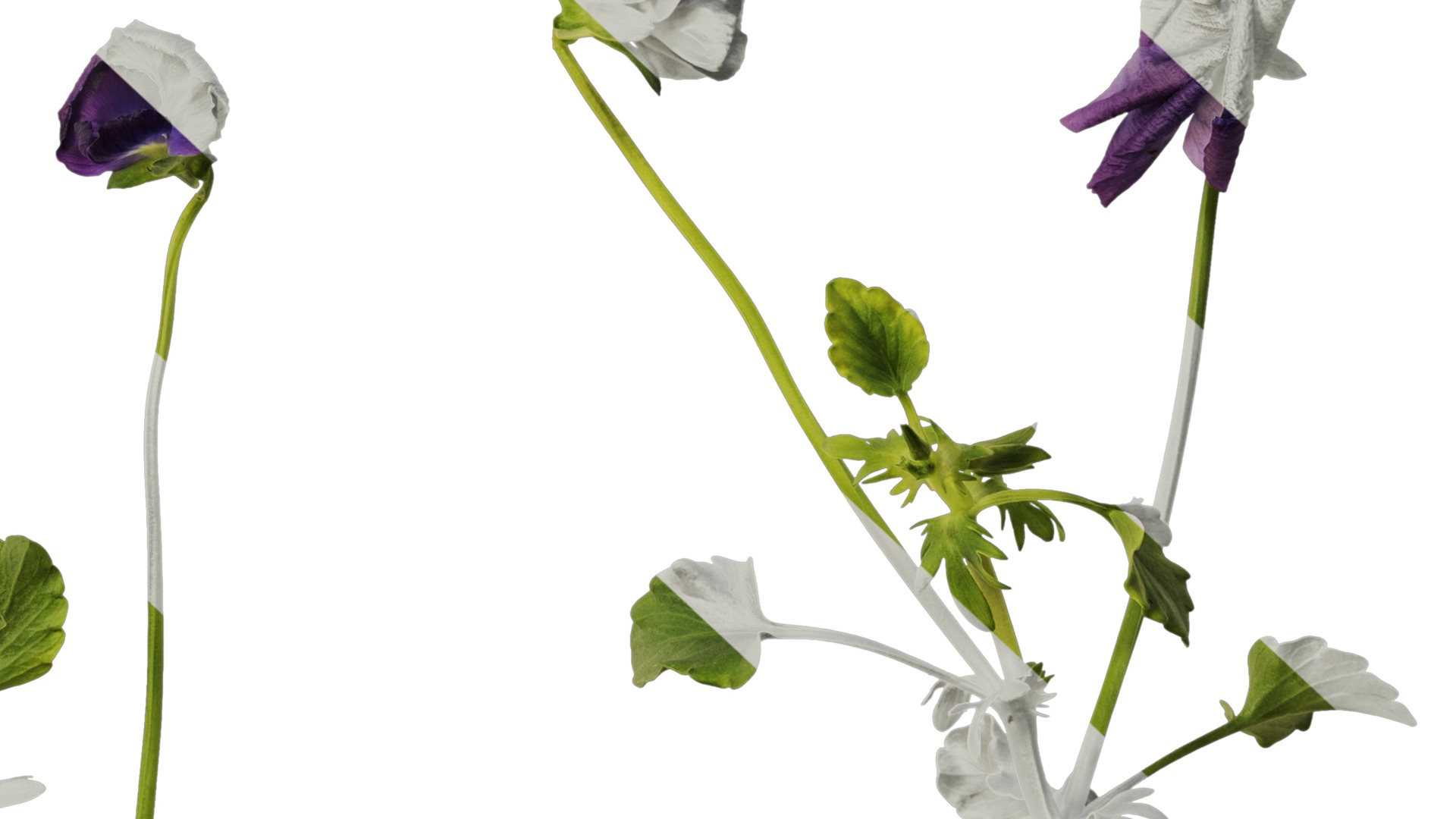 Anydrafts Viola cornuta Atlas 10 Texture_6