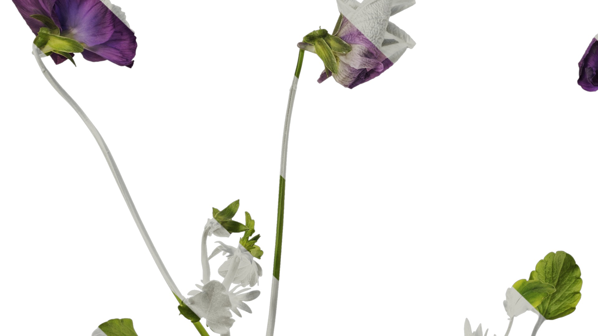 Anydrafts Viola cornuta Atlas 10 Texture_5