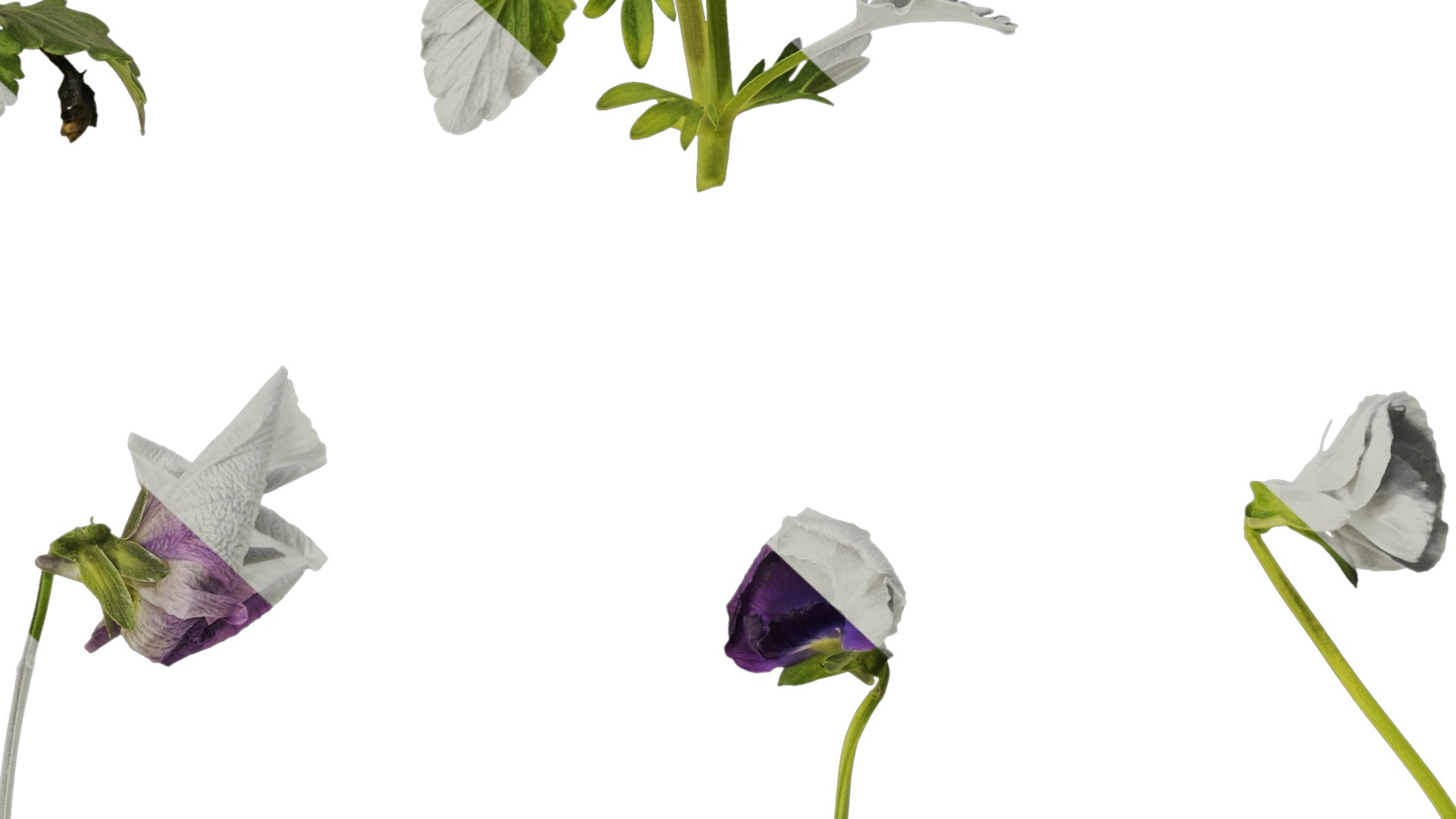 Anydrafts Viola cornuta Atlas 10 Texture_7