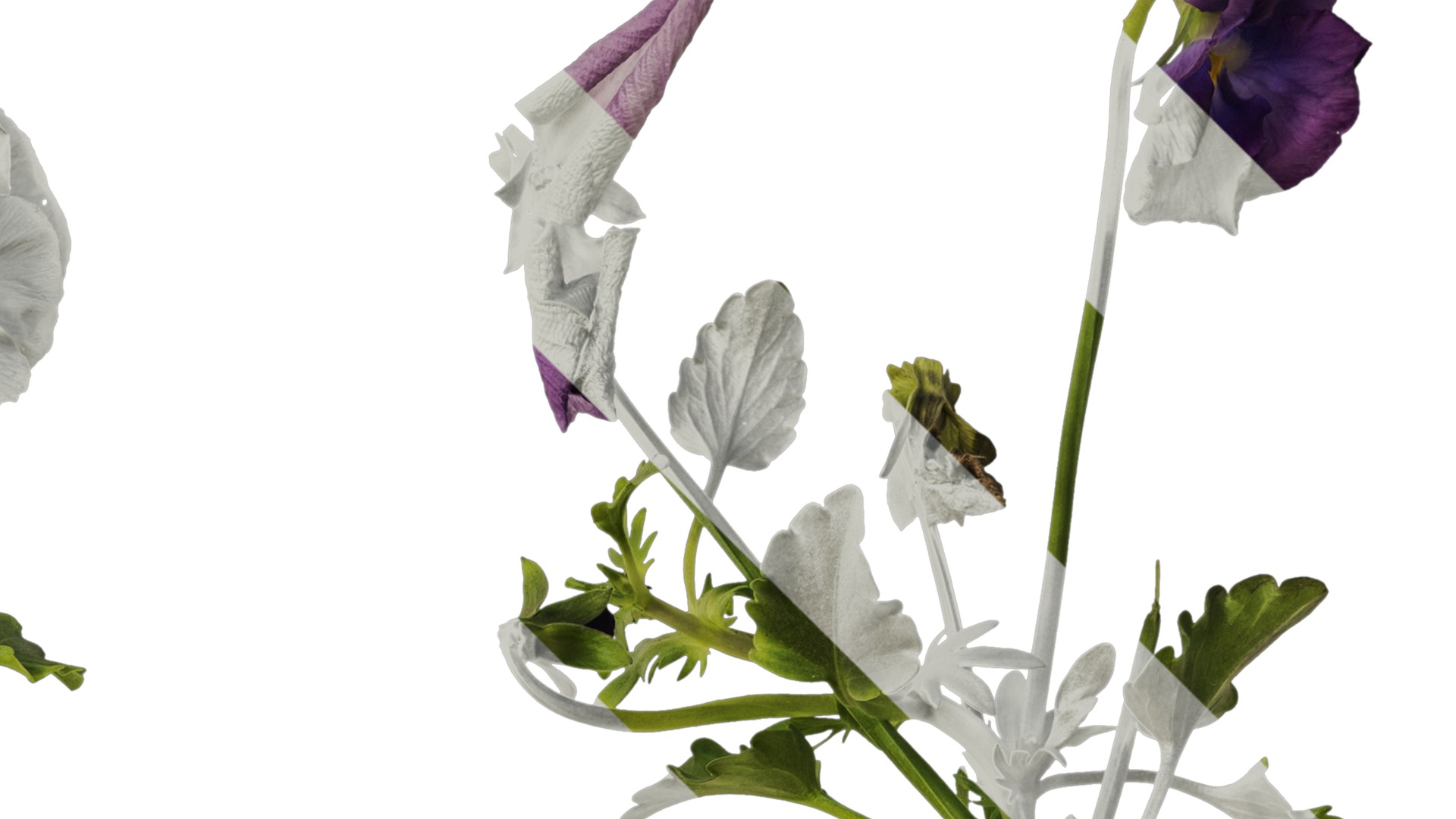 Anydrafts Viola cornuta Atlas 10 Texture_2