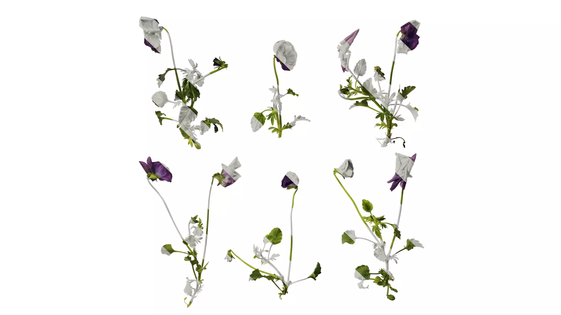 Anydrafts Viola cornuta Atlas 10 Texture_0