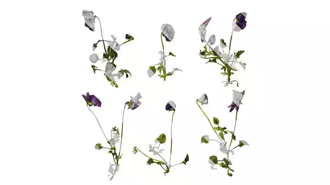 Anydrafts Viola cornuta Atlas 10