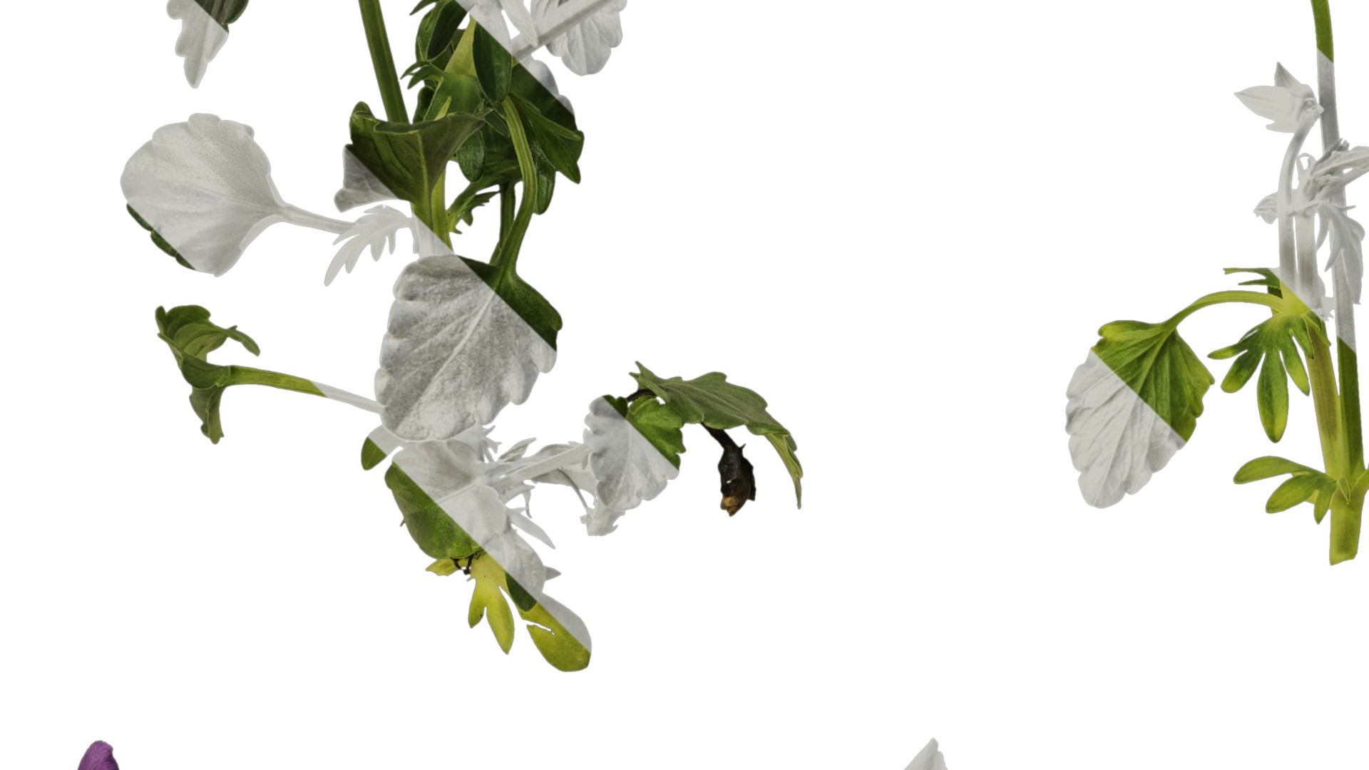 Anydrafts Viola cornuta Atlas 10 Texture_3