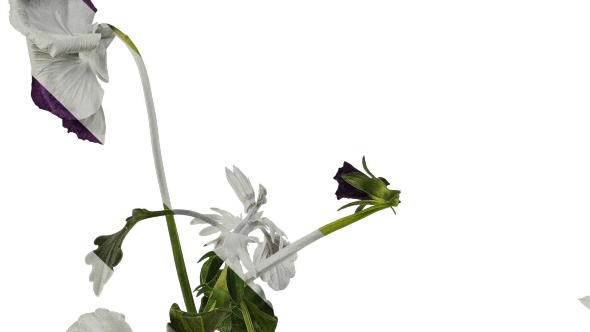 Anydrafts Viola cornuta Atlas 10 Texture_1