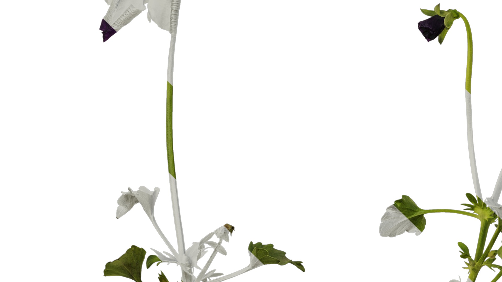 Anydrafts Viola cornuta Atlas 11 Texture_5