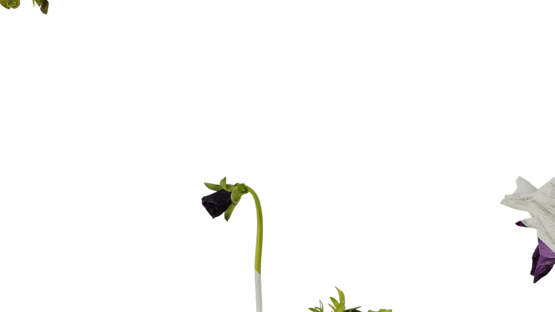 Anydrafts Viola cornuta Atlas 11 Texture_7