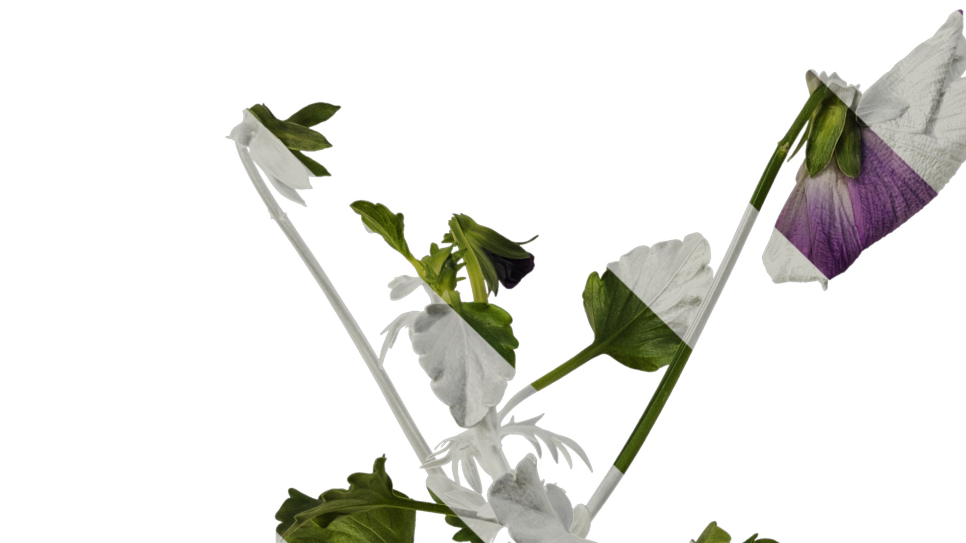 Anydrafts Viola cornuta Atlas 11 Texture_1