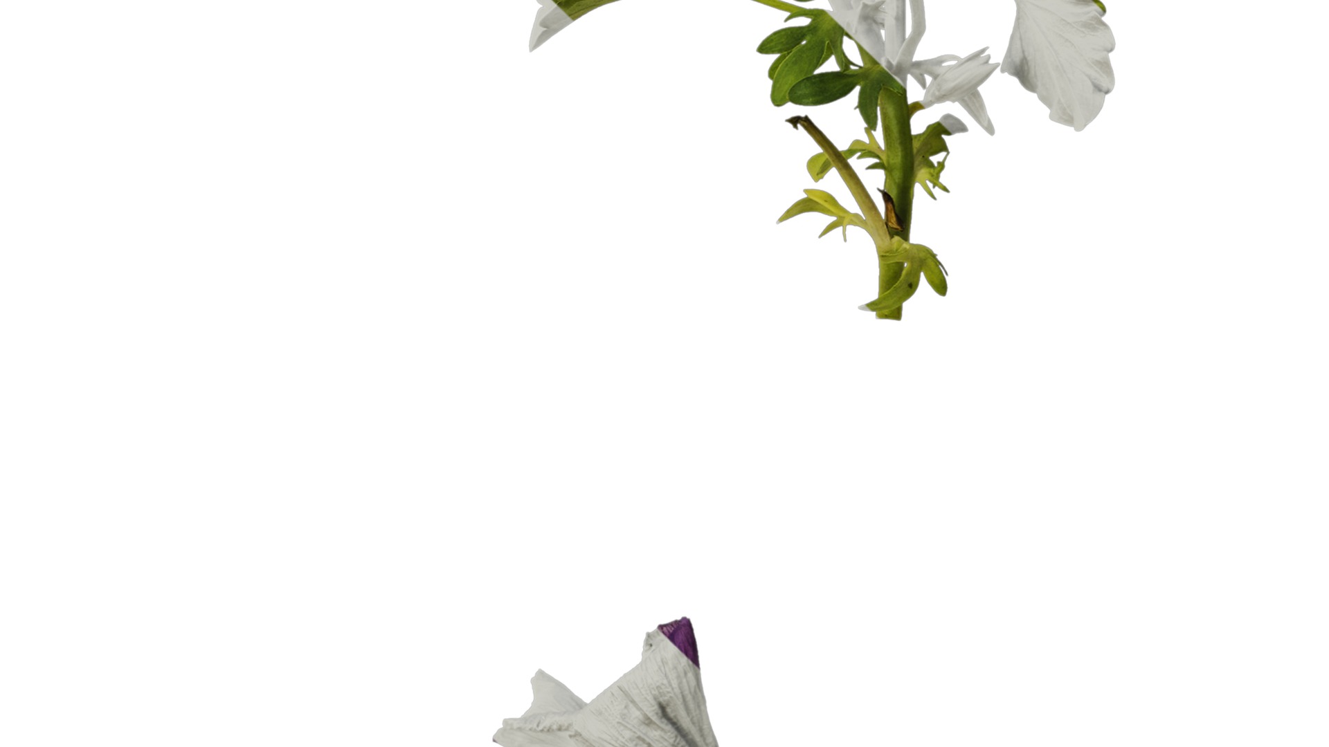 Anydrafts Viola cornuta Atlas 11 Texture_4