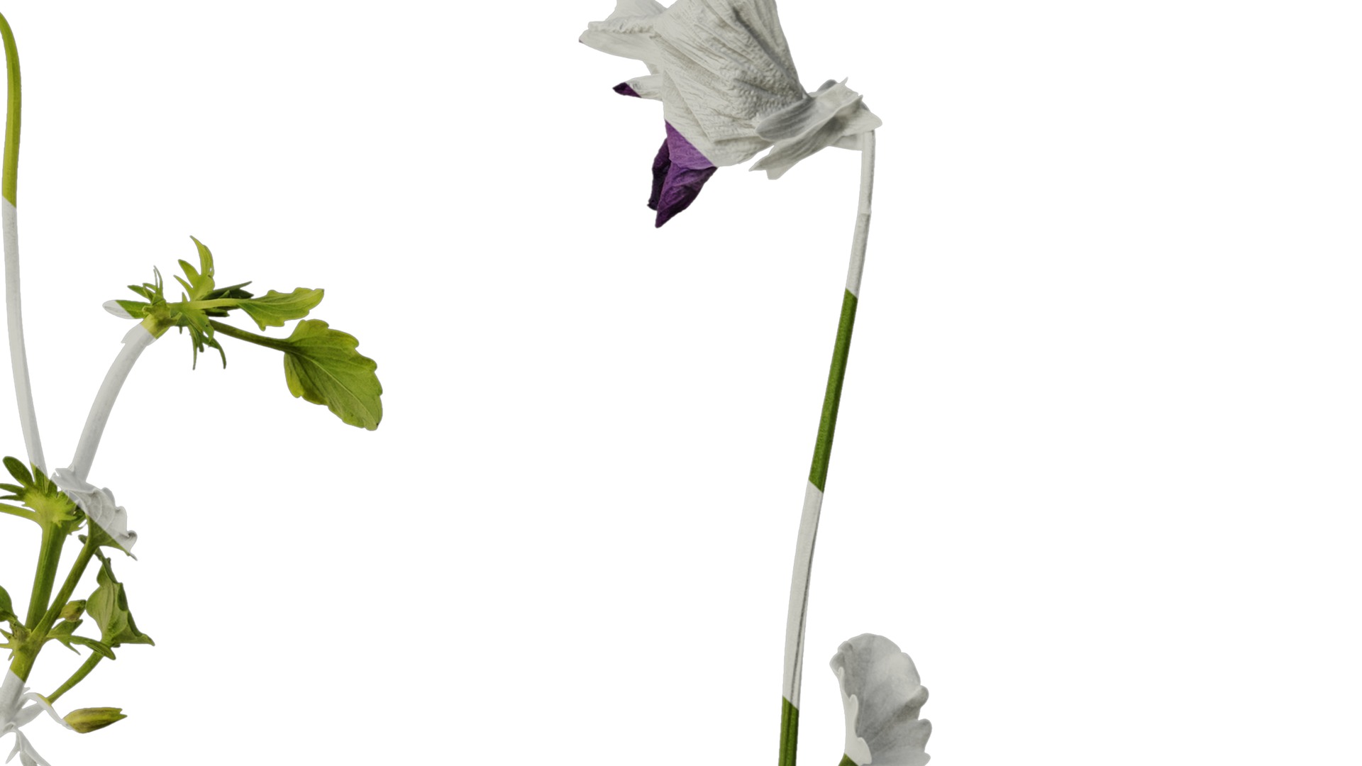 Anydrafts Viola cornuta Atlas 11 Texture_6