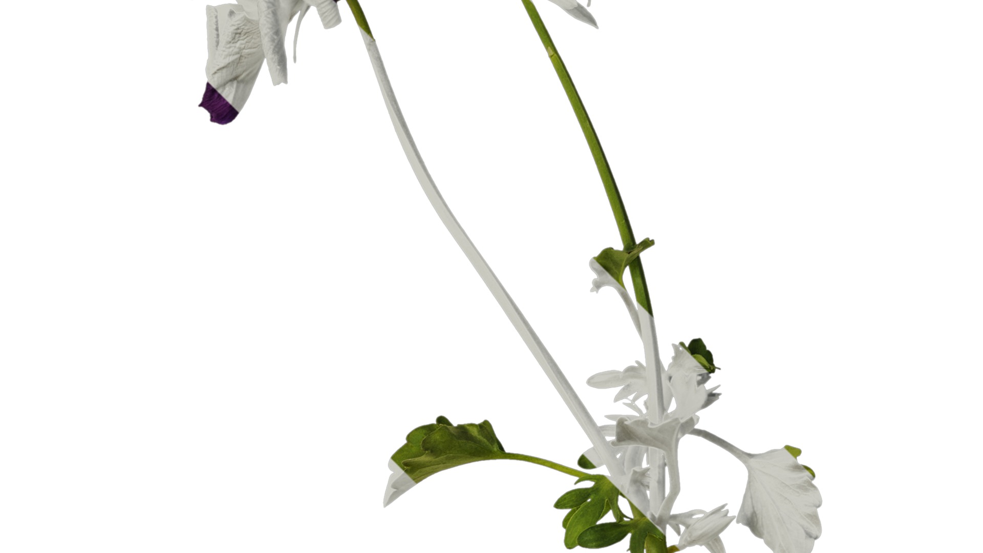 Anydrafts Viola cornuta Atlas 11 Texture_2