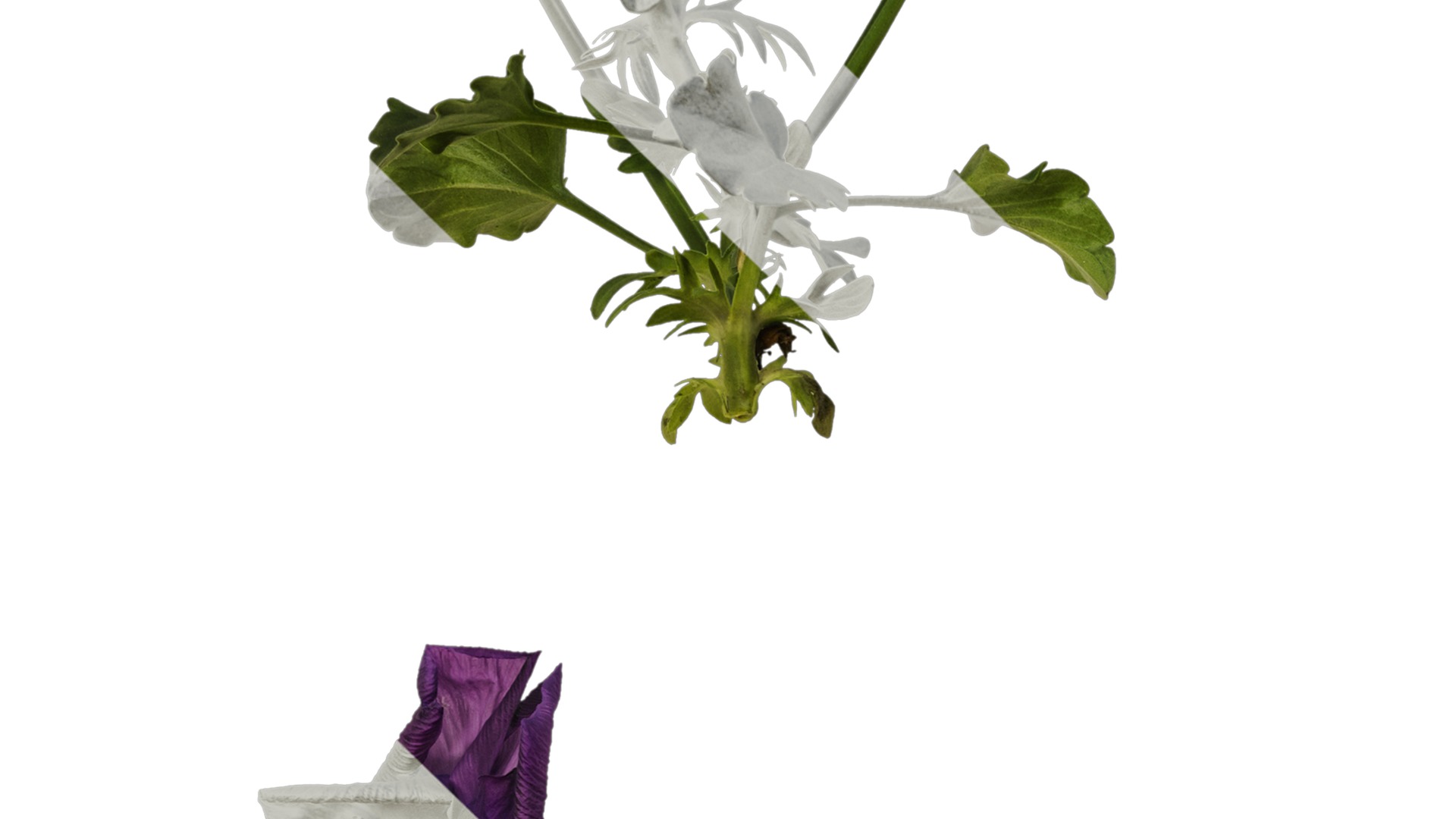 Anydrafts Viola cornuta Atlas 11 Texture_3