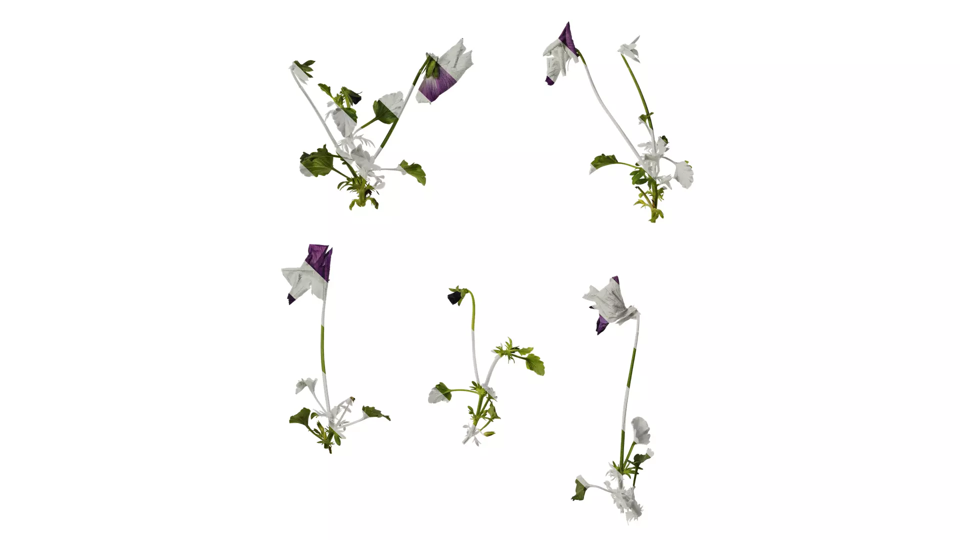 Anydrafts Viola cornuta Atlas 11 Texture_0