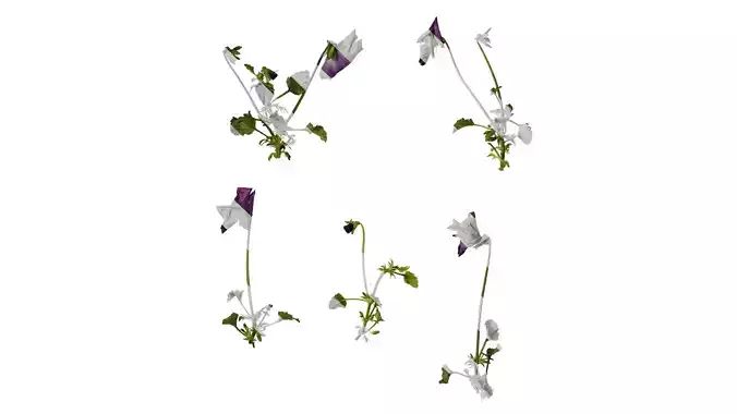 Anydrafts Viola cornuta Atlas 11