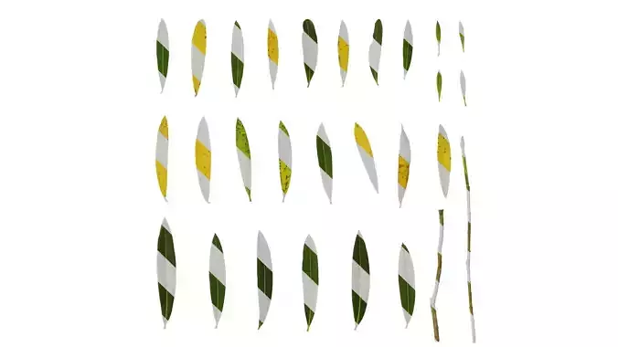 Anydrafts Nerium oleander Leaf 03