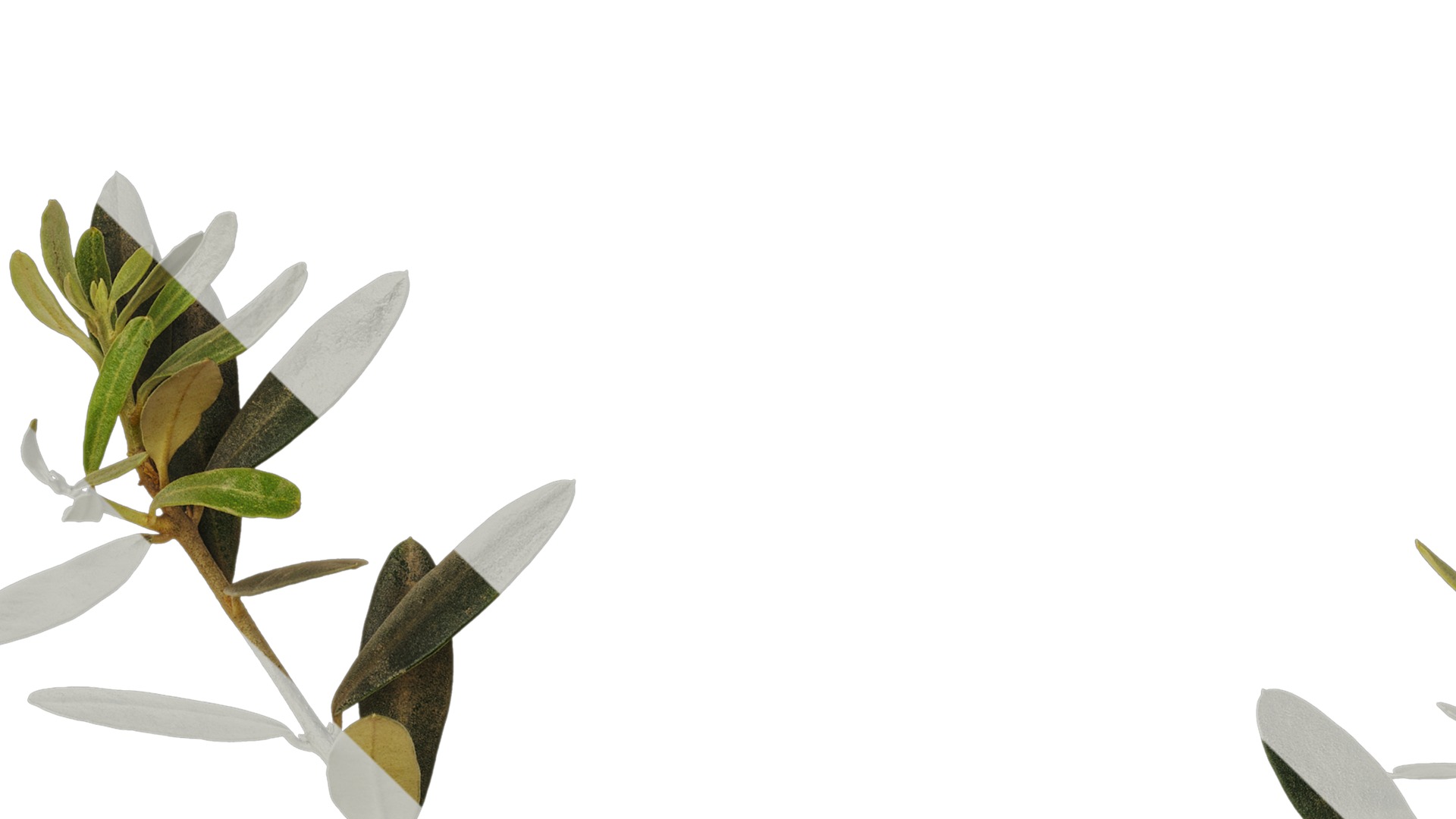 Anydrafts Olea europaea Atlas 05 Texture_1