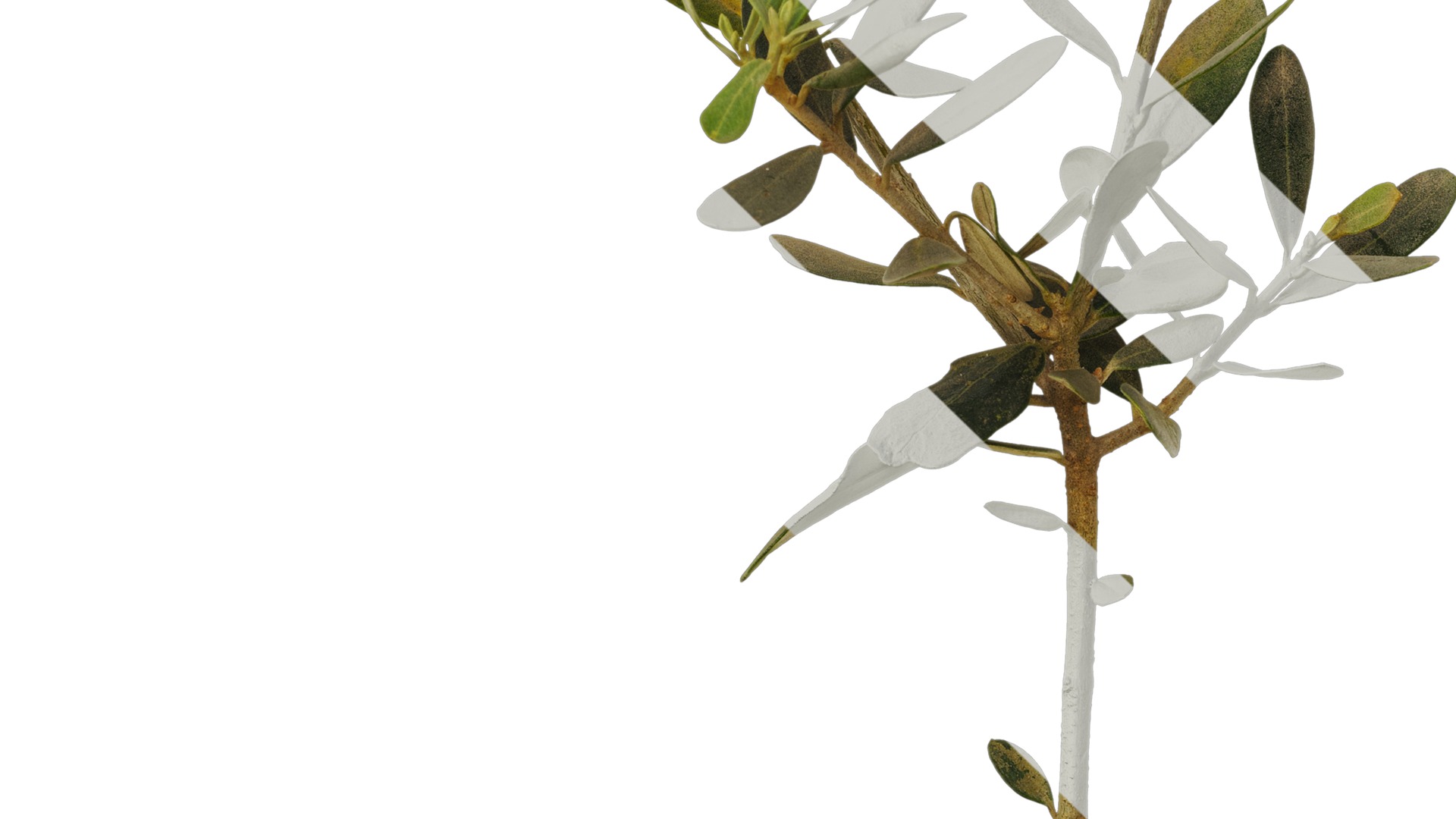 Anydrafts Olea europaea Atlas 05 Texture_5