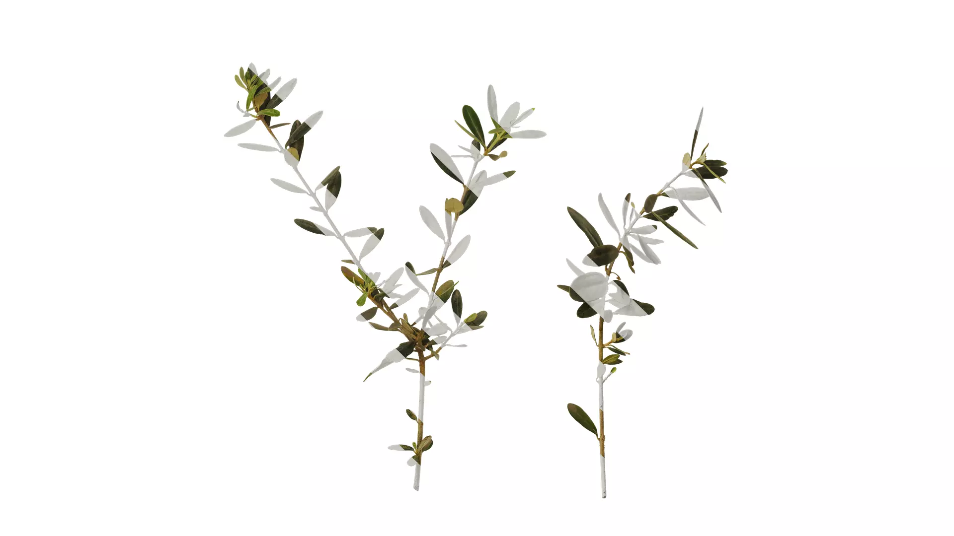 Anydrafts Olea europaea Atlas 05 Texture_0