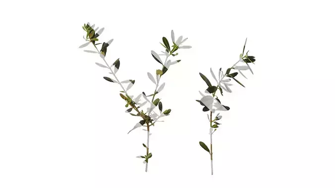 Anydrafts Olea europaea Atlas 05