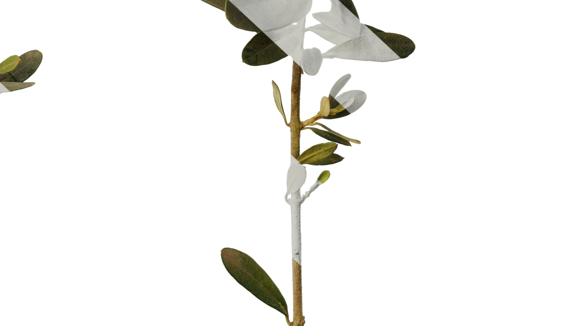 Anydrafts Olea europaea Atlas 05 Texture_6