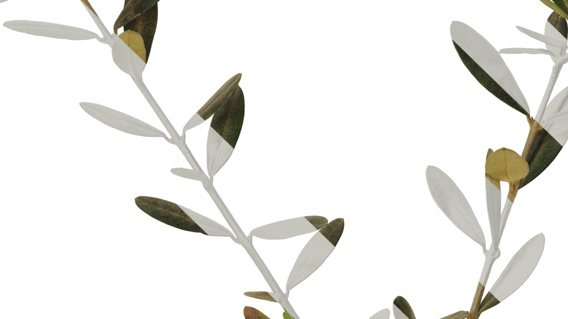 Anydrafts Olea europaea Atlas 05 Texture_3