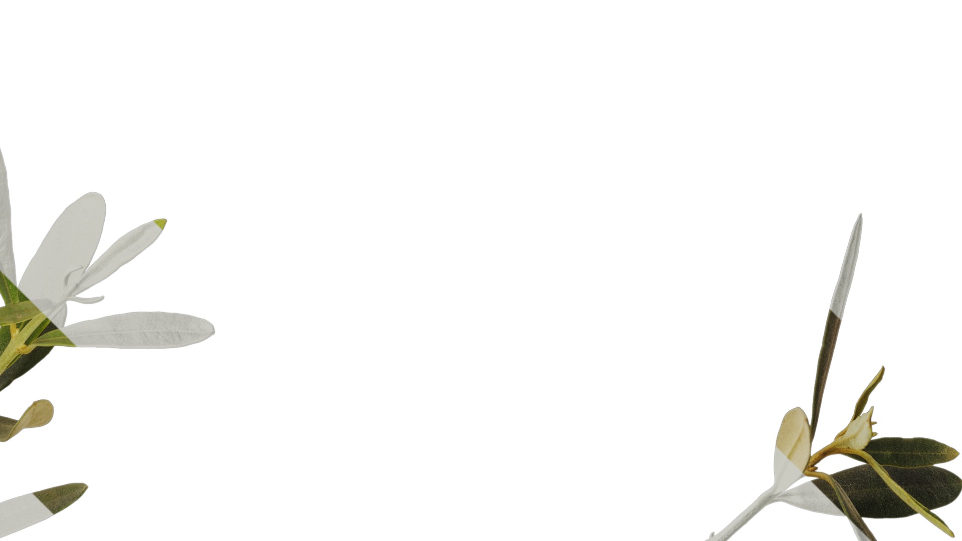 Anydrafts Olea europaea Atlas 05 Texture_2